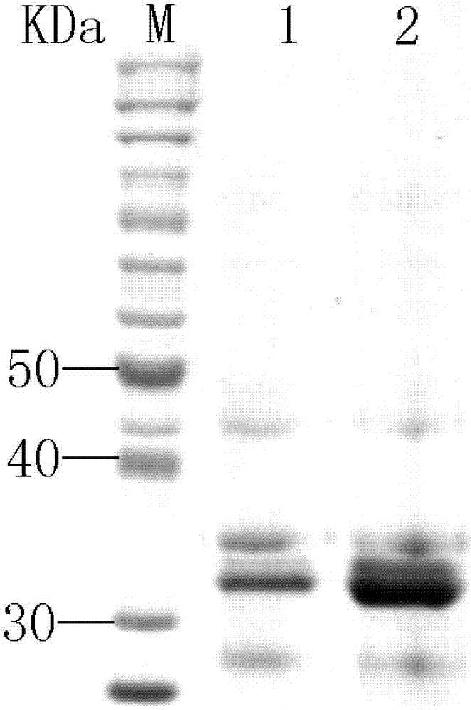 Compound for inhibiting mycobacterium tuberculosis, screening method and uses thereof