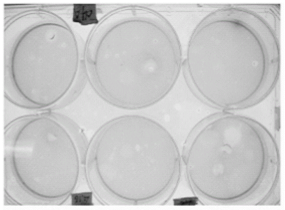 Orf virus virulence gene VIR-deleted (interferon-resistance gene deleted) mutant and its preparing method and application