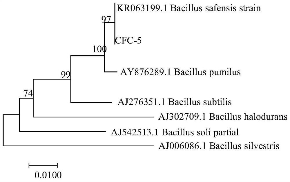 A Bacillus pumilus strain and its application