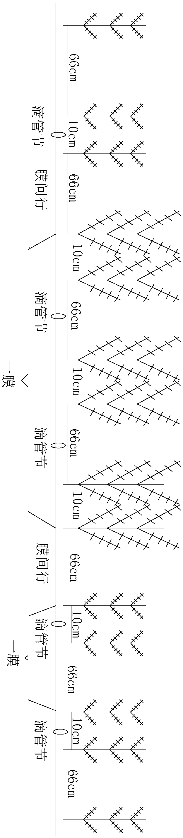 High-yield cultivation method of crop rotation of sea island cottons with long and short fruit branches