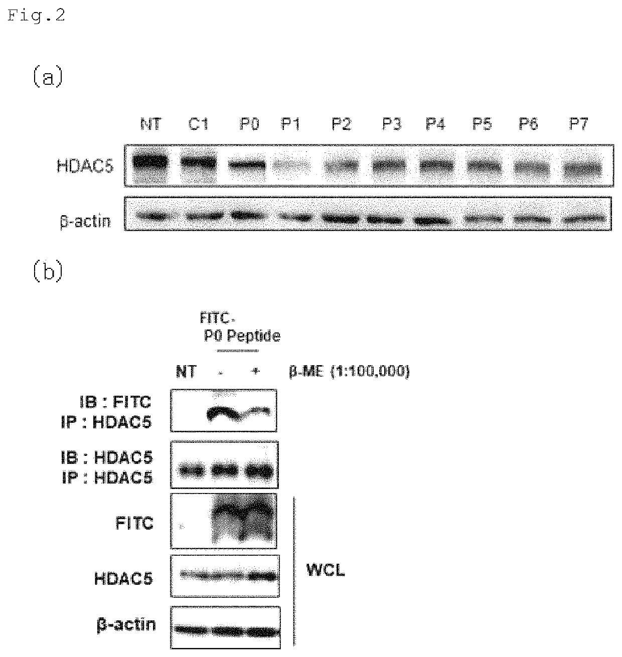 Bifunctional peptide having capability to permeate cells and capability to regenerate muscles and use thereof