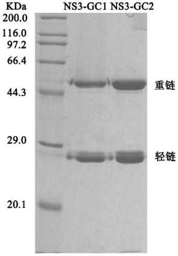 Engineering cell strains capable of stably and efficiently expressing HCV NS3 protein antibody and application thereof