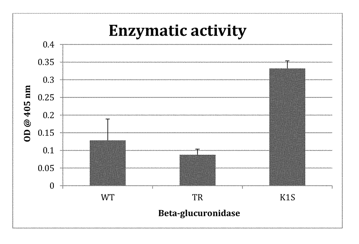 Mutant β-glucuronidase enzymes with enhanced enzymatic activity