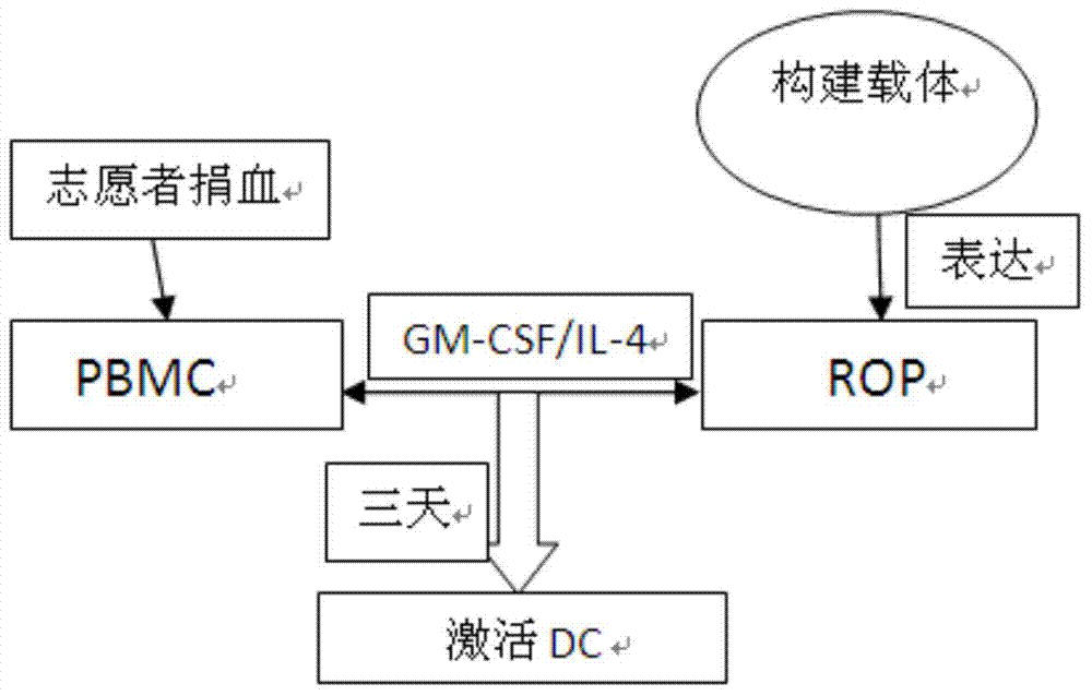 DC (Dendritic Cell) vaccine as well as preparation method and application thereof