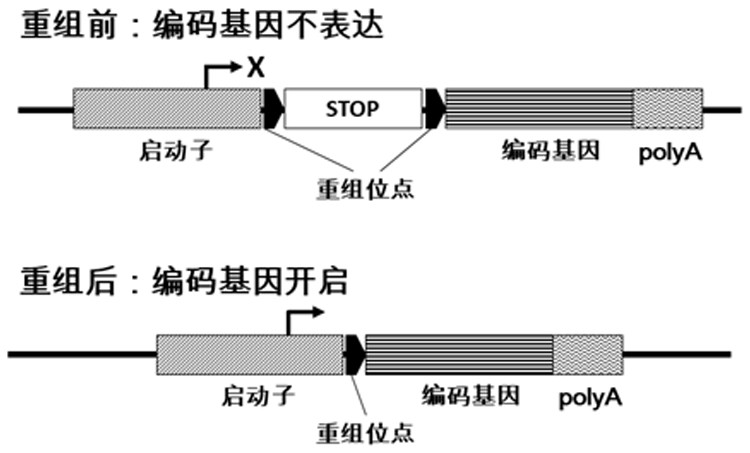 Method for regulating gene expression by utilizing recombinase