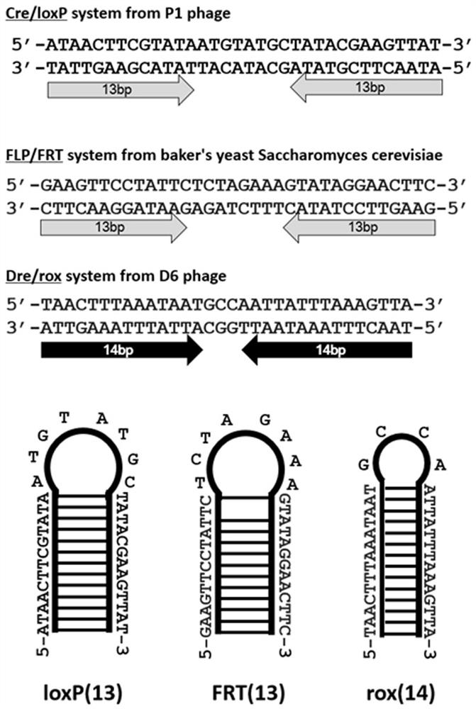 Method for regulating gene expression by utilizing recombinase