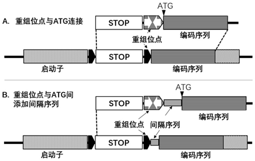 Method for regulating gene expression by utilizing recombinase