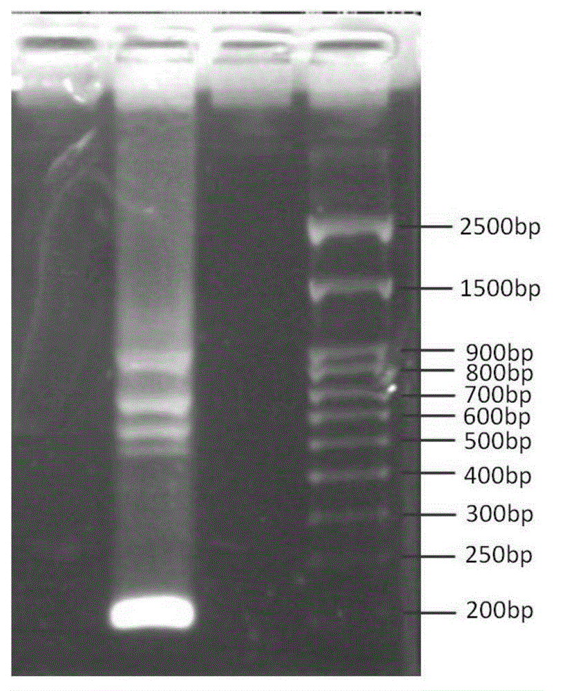 Hyperaccumulator solanum nigrum metallothionein gene (MT-L3) sequence and cloning method thereof