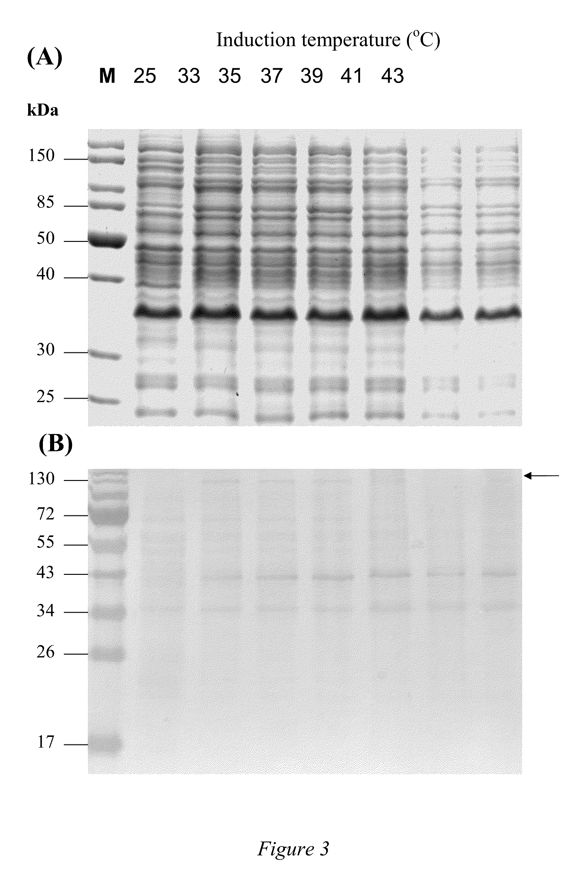 Oral vaccine for aquatic animals