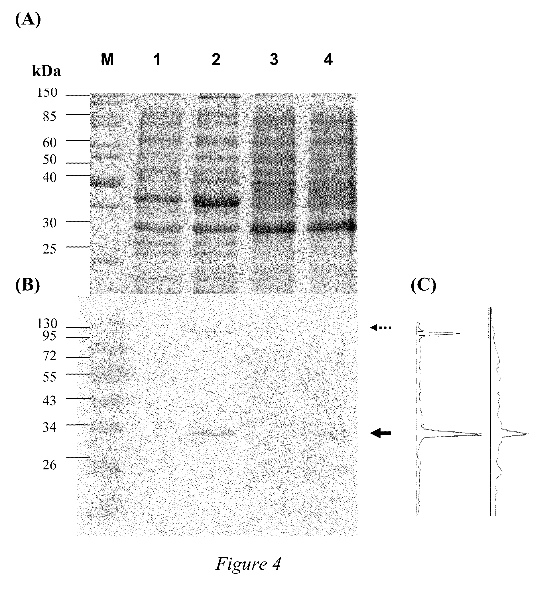 Oral vaccine for aquatic animals