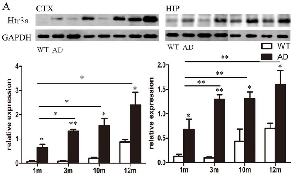 Application of compounds inhibiting htr3a and its intracellular signaling pathway in the preparation of drugs for treating and/or preventing AD