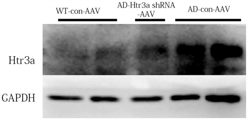 Application of compounds inhibiting htr3a and its intracellular signaling pathway in the preparation of drugs for treating and/or preventing AD