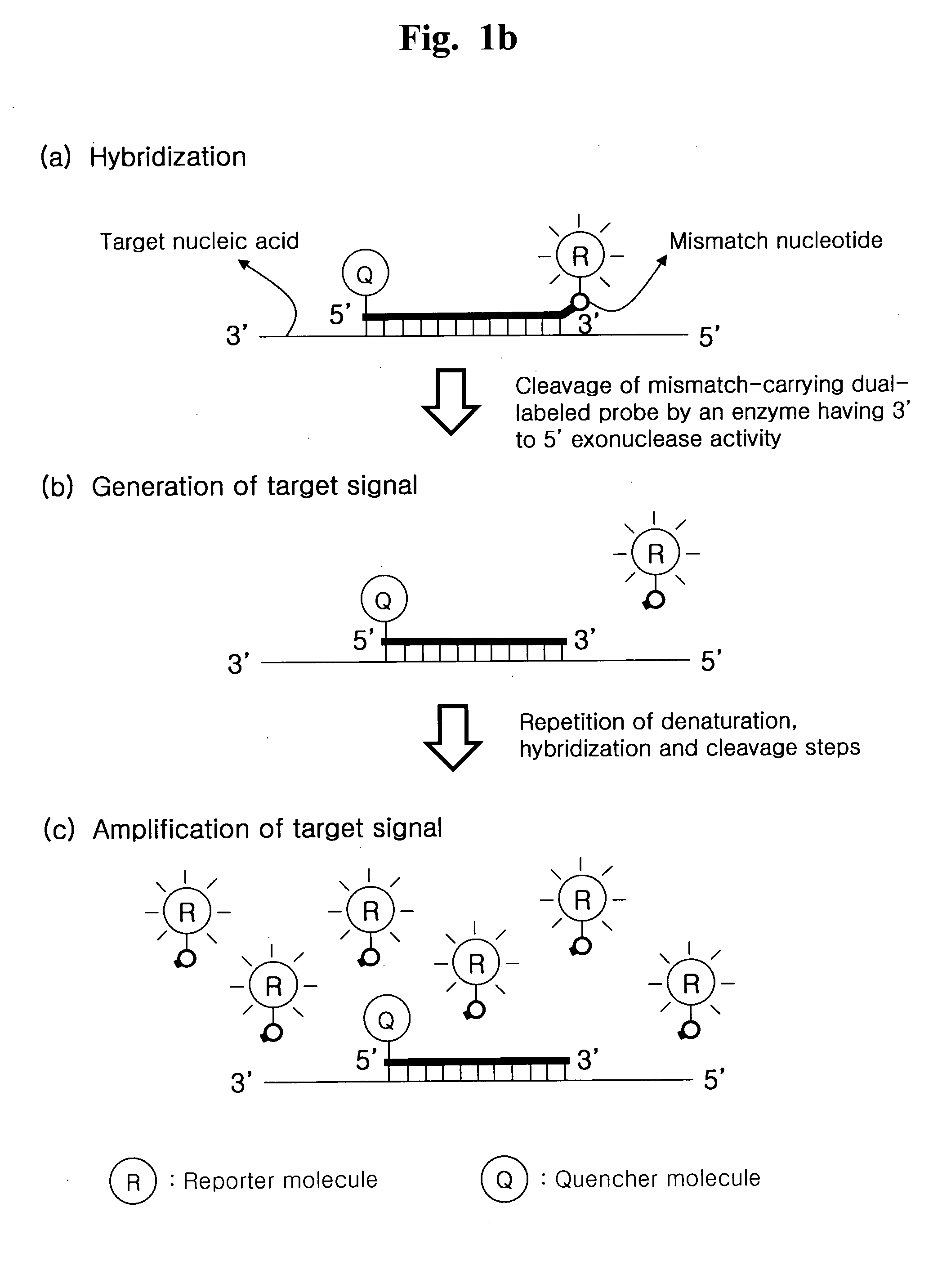 Detection of Target Nucleic Acid Sequences by Cyclic Exonucleolytic Reactions