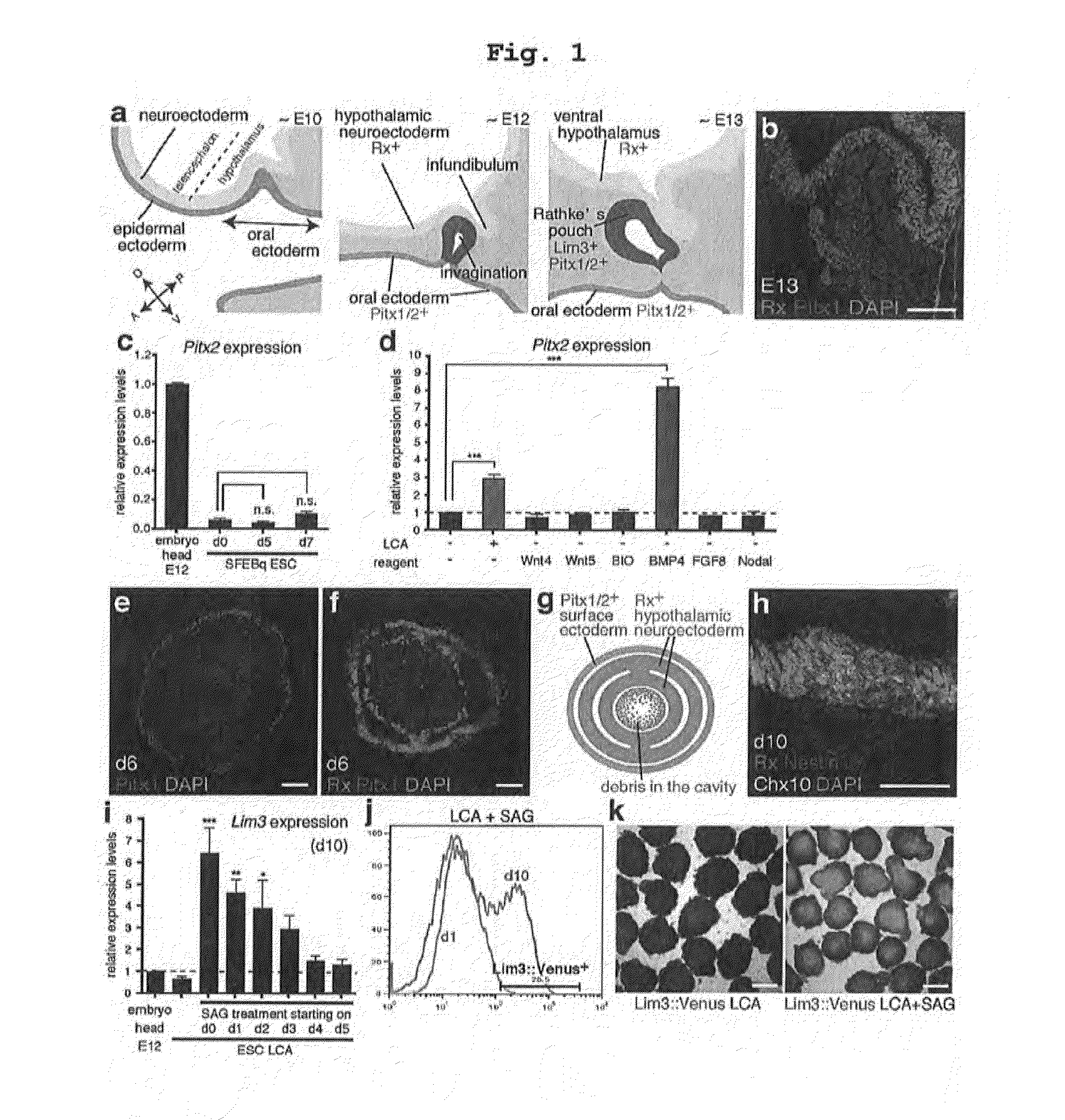 Method for culturing stem cell