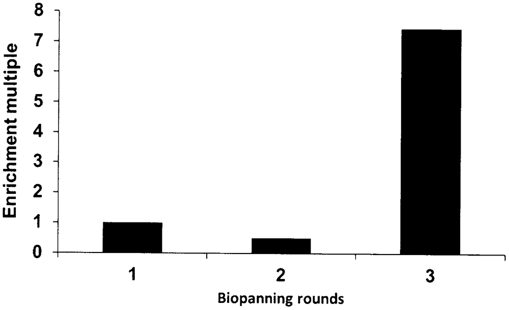 Alpha fetoprotein specific binding polypeptide and application