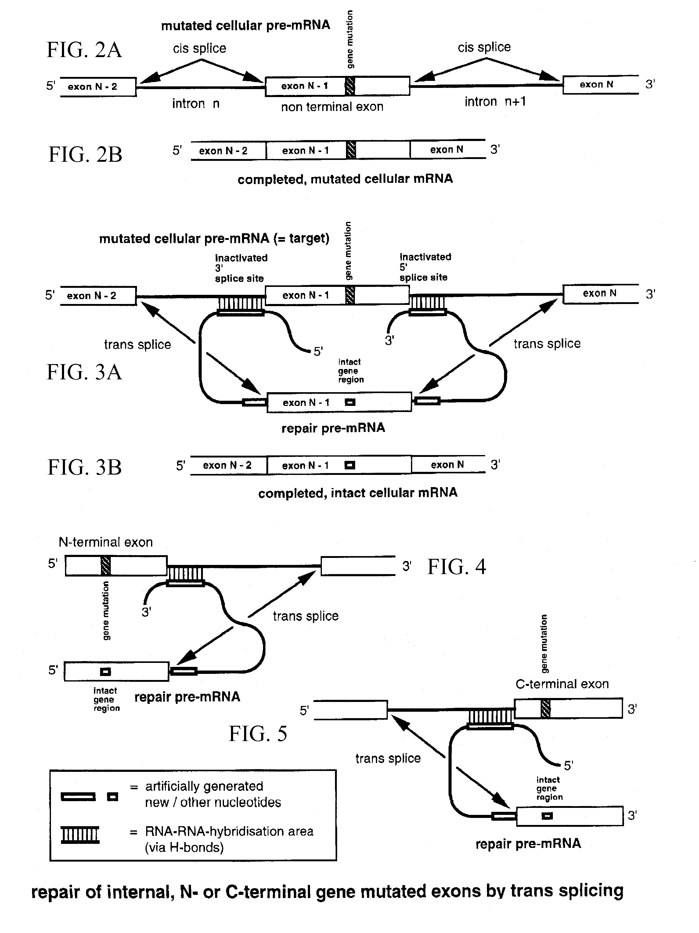 Method for the repair of mutated RNA from genetically defective DNA and for the specific destruction of tumor cells by RNA trans-splicing, and a method for the detection of naturally trans-spliced cellular RNA