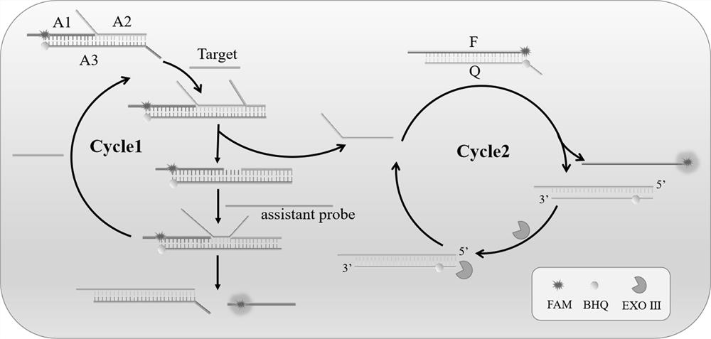 Tumor inhibition factor Let-7a detection kit based on strand displacement and enzyme-assisted circulation signal amplification and use method of tumor inhibition factor Let-7a detection kit