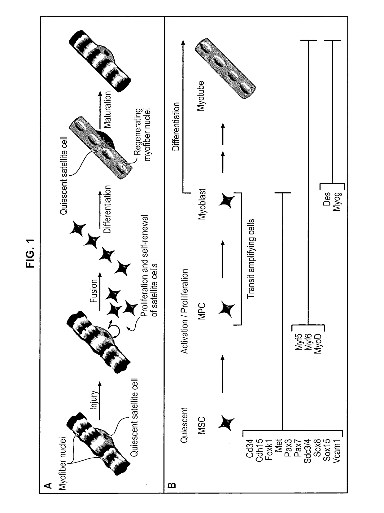 5-hydroxytryptamine 1b receptor-stimulating agent for use as a promoter of satellite cells self-renewal and/or differentiation