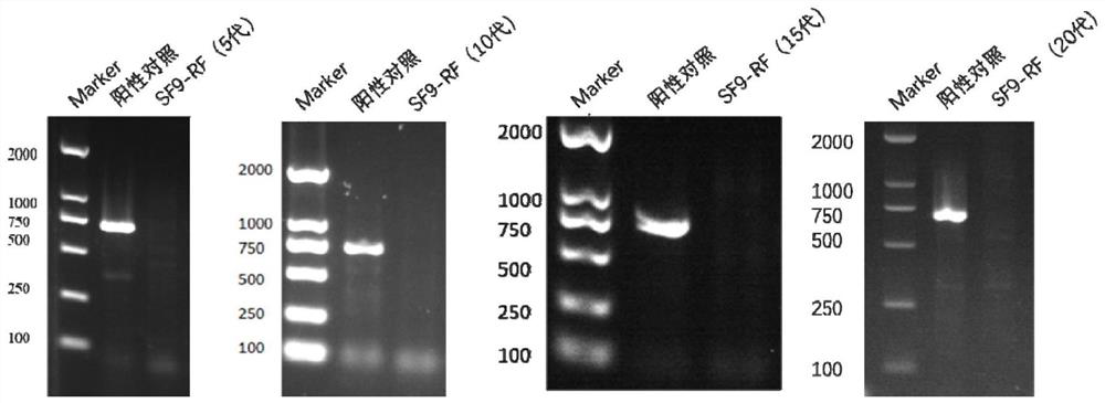 Serum-independent rhabdovirus-pollution-free sf9 cell strain, screening method and application
