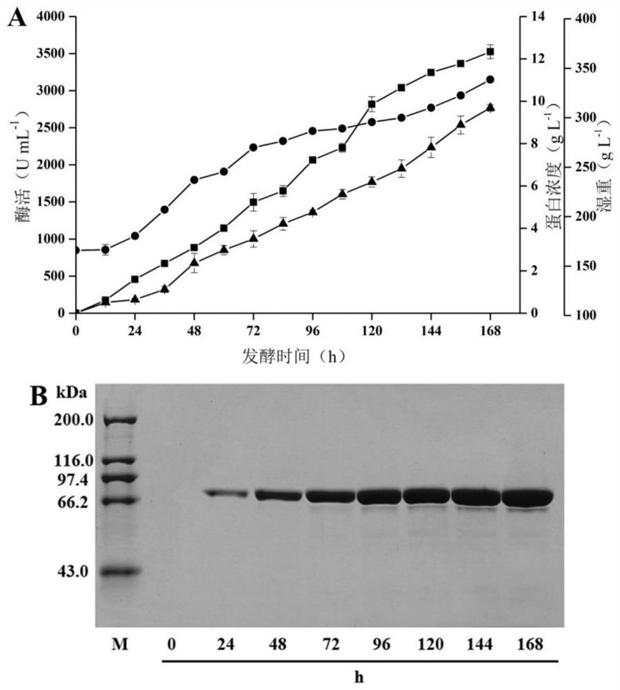 Application of haloferula sp.β-N-acetylhexosaminidase in the synthesis of human milk oligosaccharides