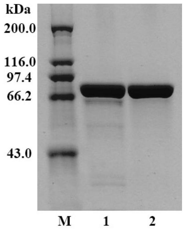 Application of haloferula sp.β-N-acetylhexosaminidase in the synthesis of human milk oligosaccharides