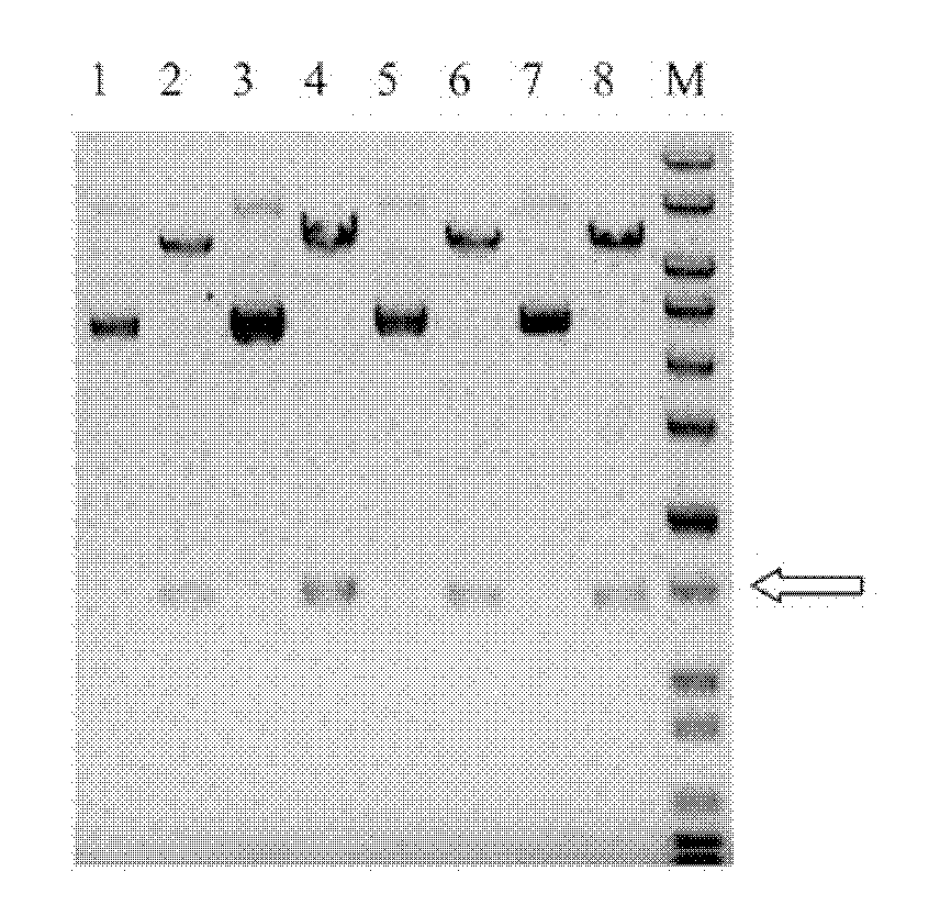 Chondrosulphatase B fusion protein, and coding gene and construction method thereof