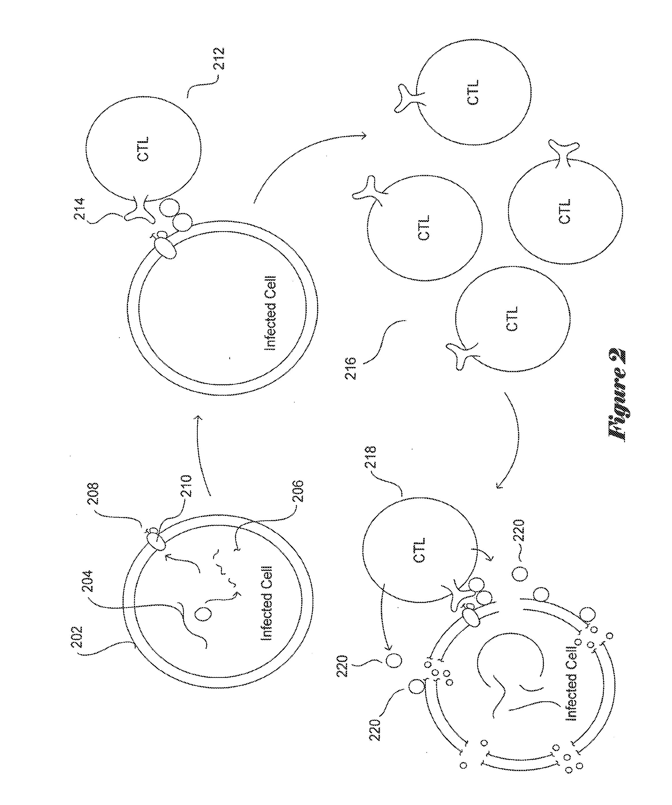 Conserved-Element Vaccines and Methods for Designing Conserved-Element Vaccines
