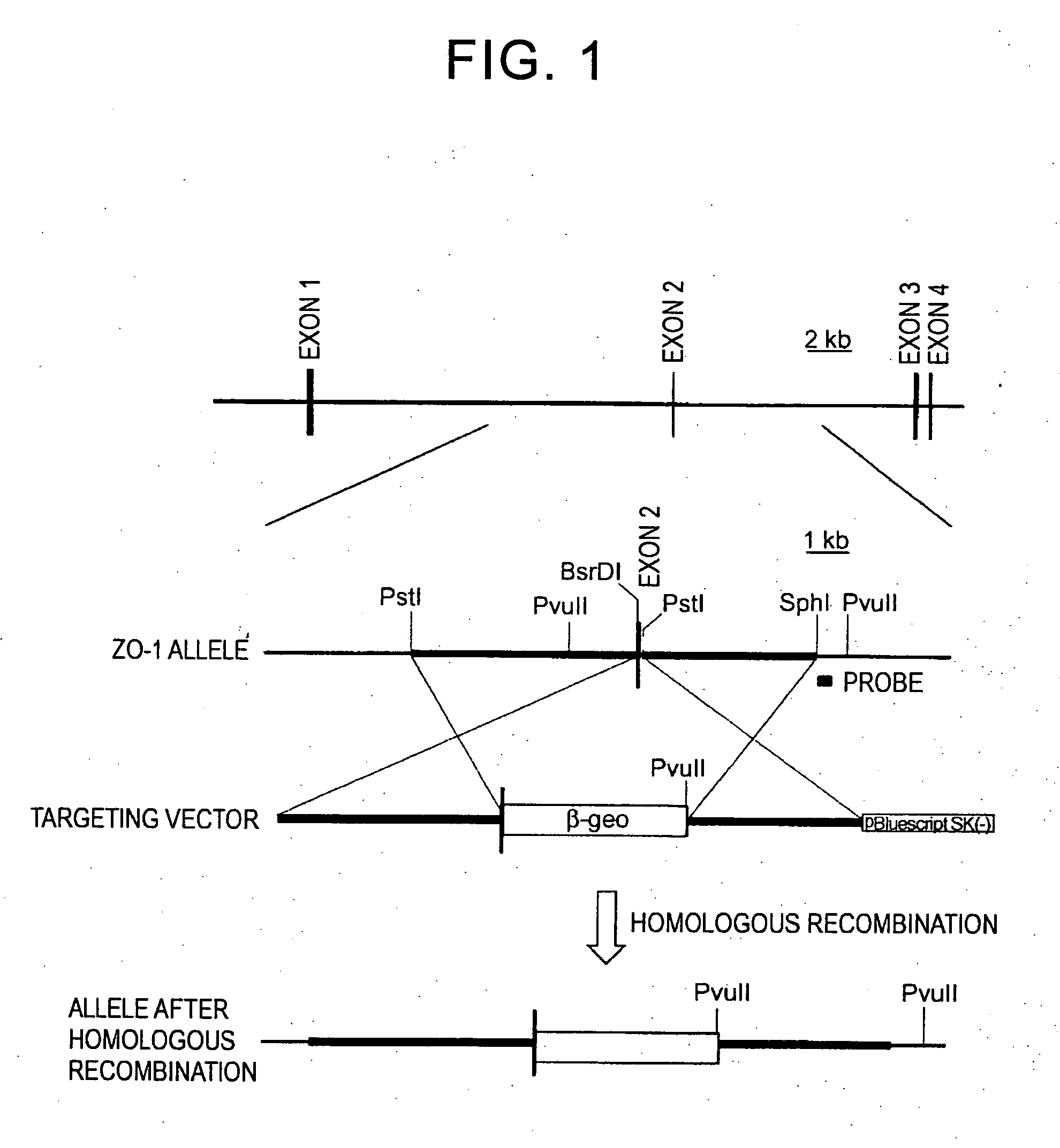 Highly efficient gene targeting vectors and methods for gene targeting method forward epithelial cell line