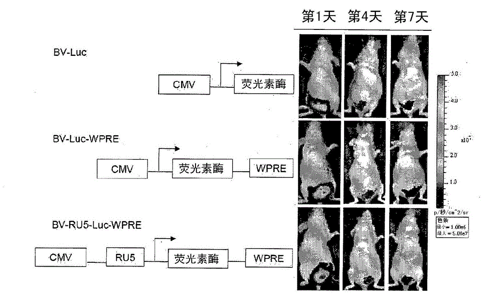 Methods for bladder cancer therapy using baculoviral vectors