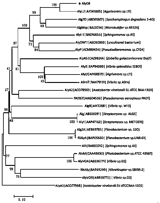 A novel alginate lyase aly08 and its application