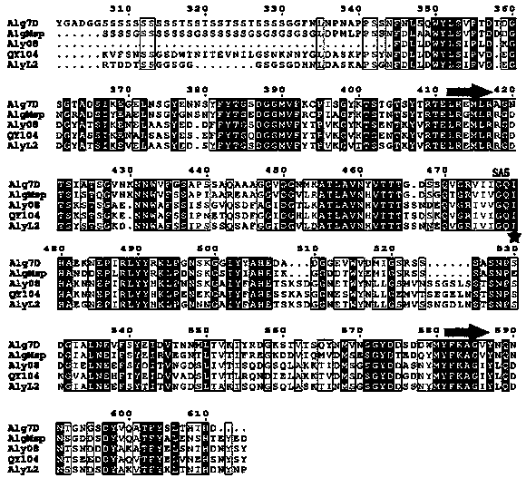 A novel alginate lyase aly08 and its application