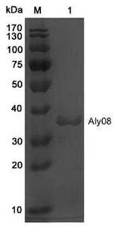 A novel alginate lyase aly08 and its application