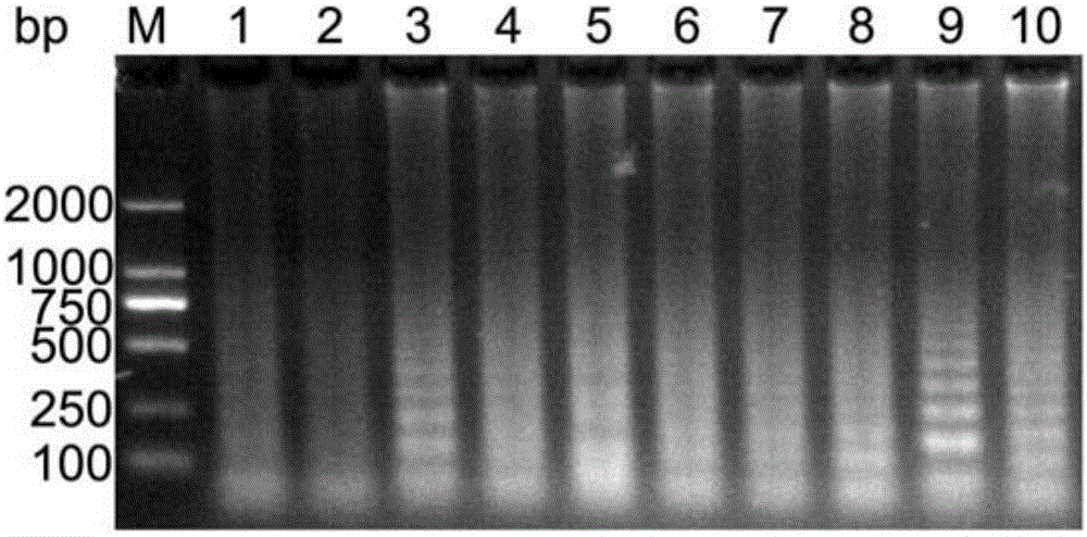 Crossing isothermal amplification primer set for detecting pseudorabies virus wild strain, kit and application thereof