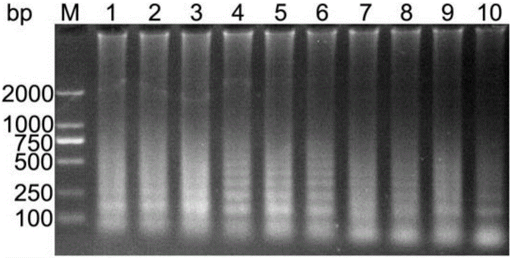 Crossing isothermal amplification primer set for detecting pseudorabies virus wild strain, kit and application thereof