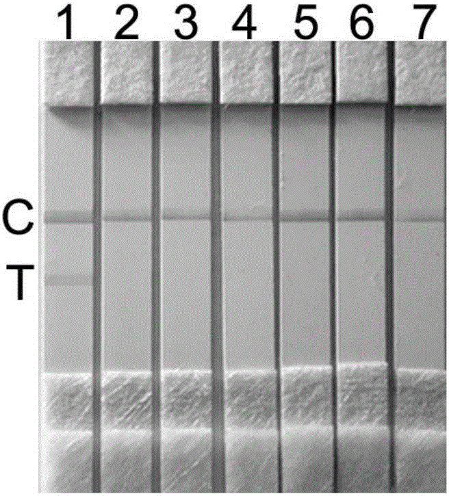 Crossing isothermal amplification primer set for detecting pseudorabies virus wild strain, kit and application thereof