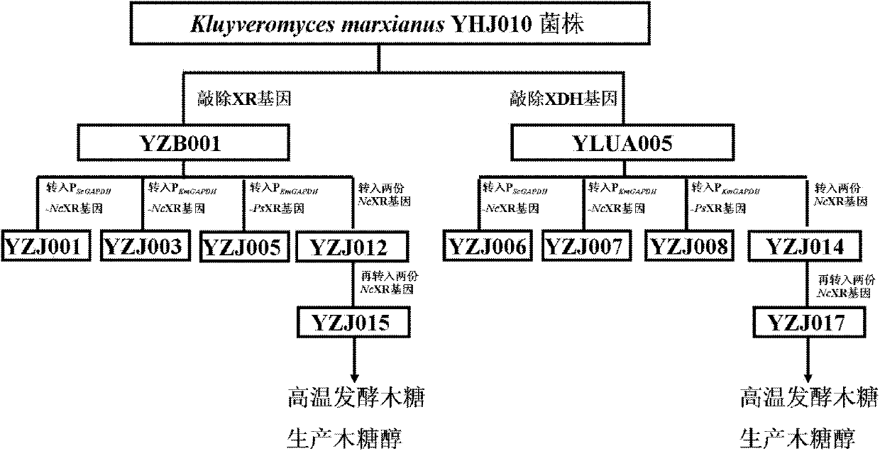 Construction and application of high-temperature high-yield xylitol engineering strains
