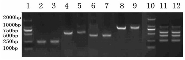 Multiple PCR (Polymerase Chain Reaction) detection method for four food-borne pathogens, detection primer set and kit