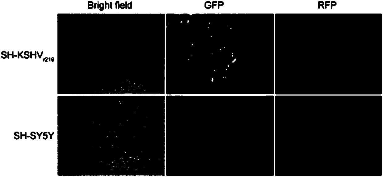 Method for constructing neurons with spontaneous KSHV (Kaposi's Sarcoma-Associated Herpesvirus) lytic replication