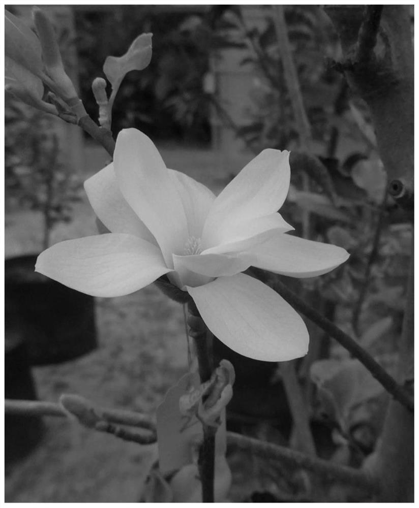 A kind of control method for early flowering period of magnolia