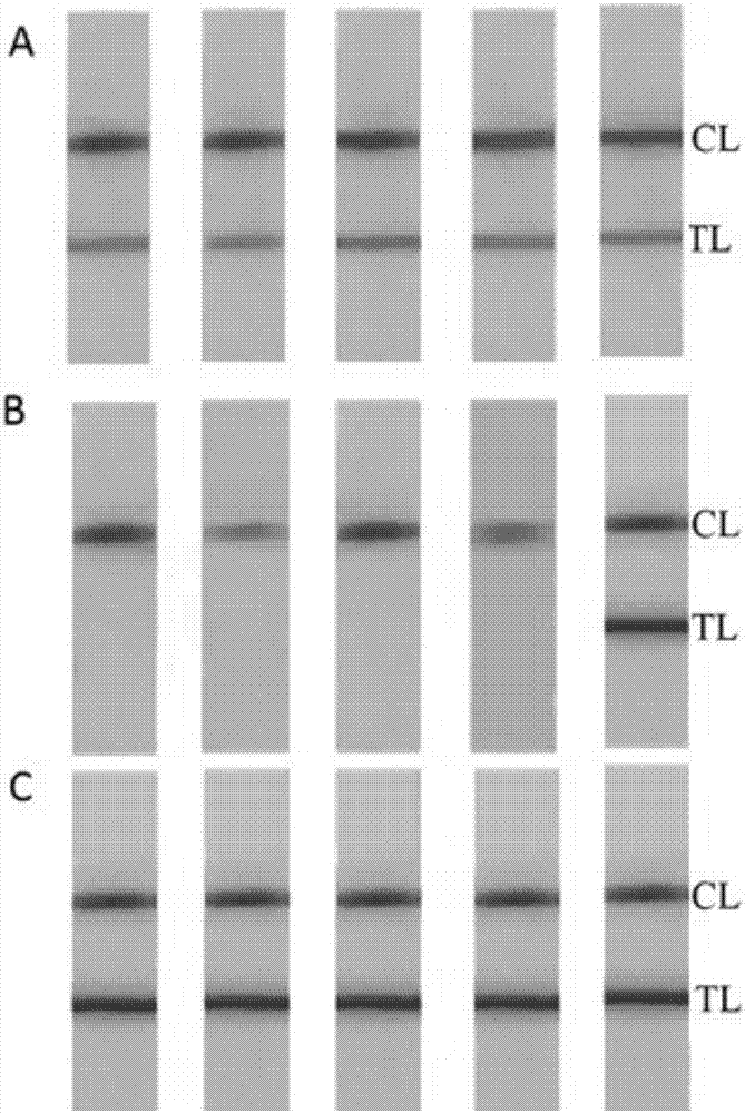 Method for detecting salmonella based on nucleic acid chromatography biosensing technology