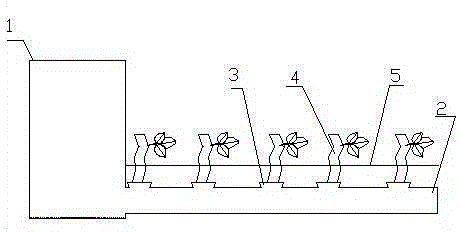 Woody plant cutting propagation method and device for cutting propagation of woody plant