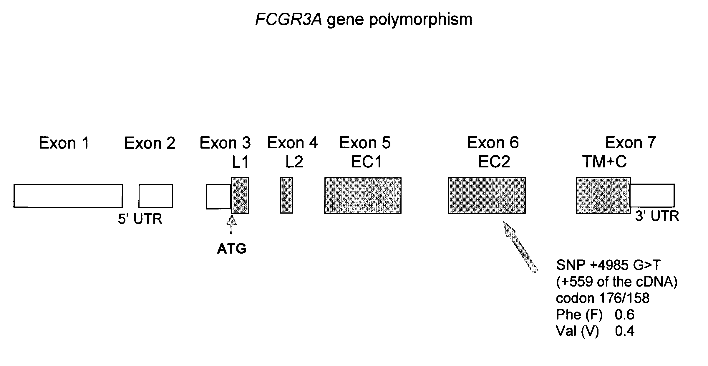 Fcgr3a Gebotype and Methods for Evaluating Treatment Response to Non-Depleting Antibodies