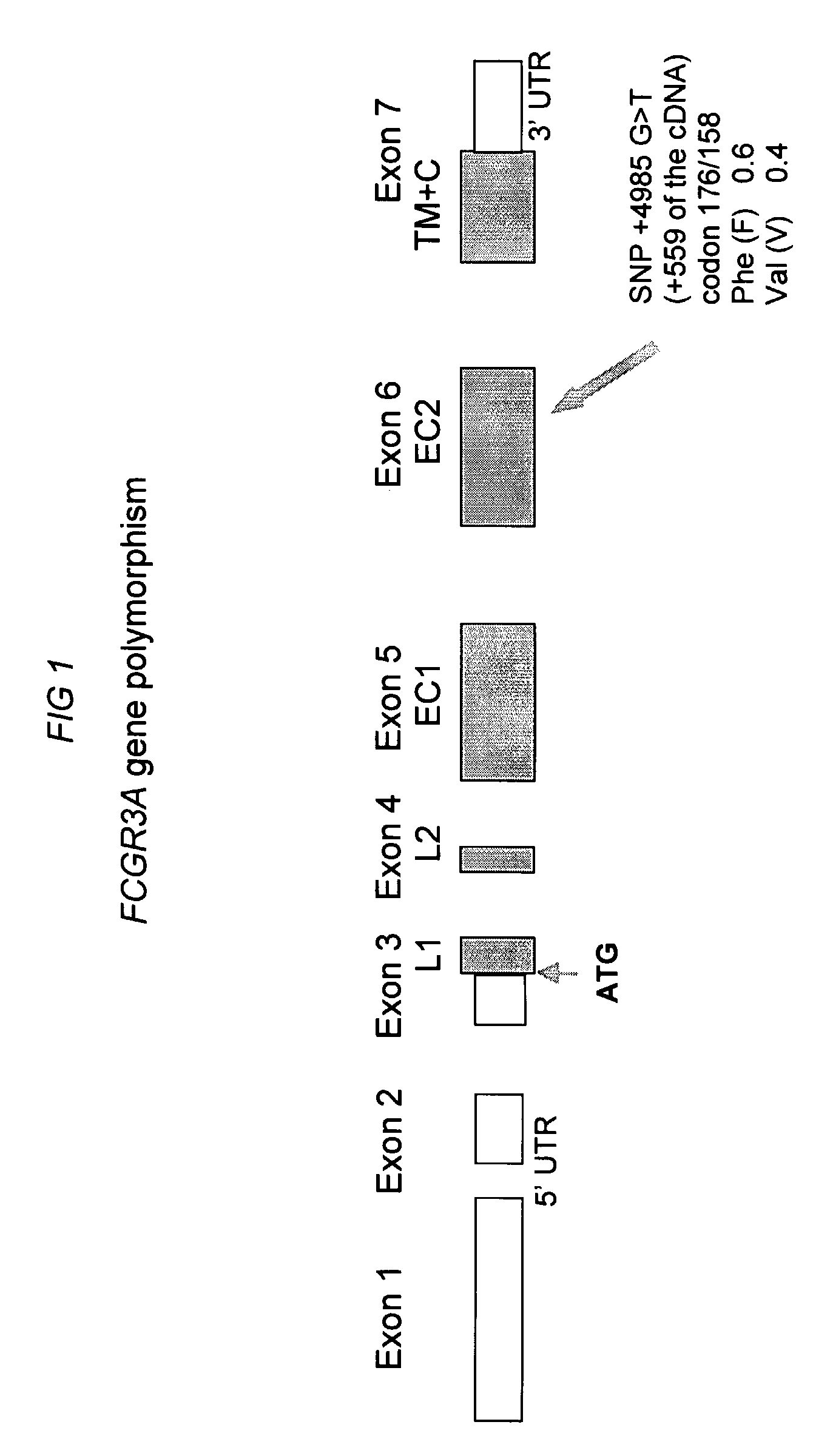 Fcgr3a Gebotype and Methods for Evaluating Treatment Response to Non-Depleting Antibodies
