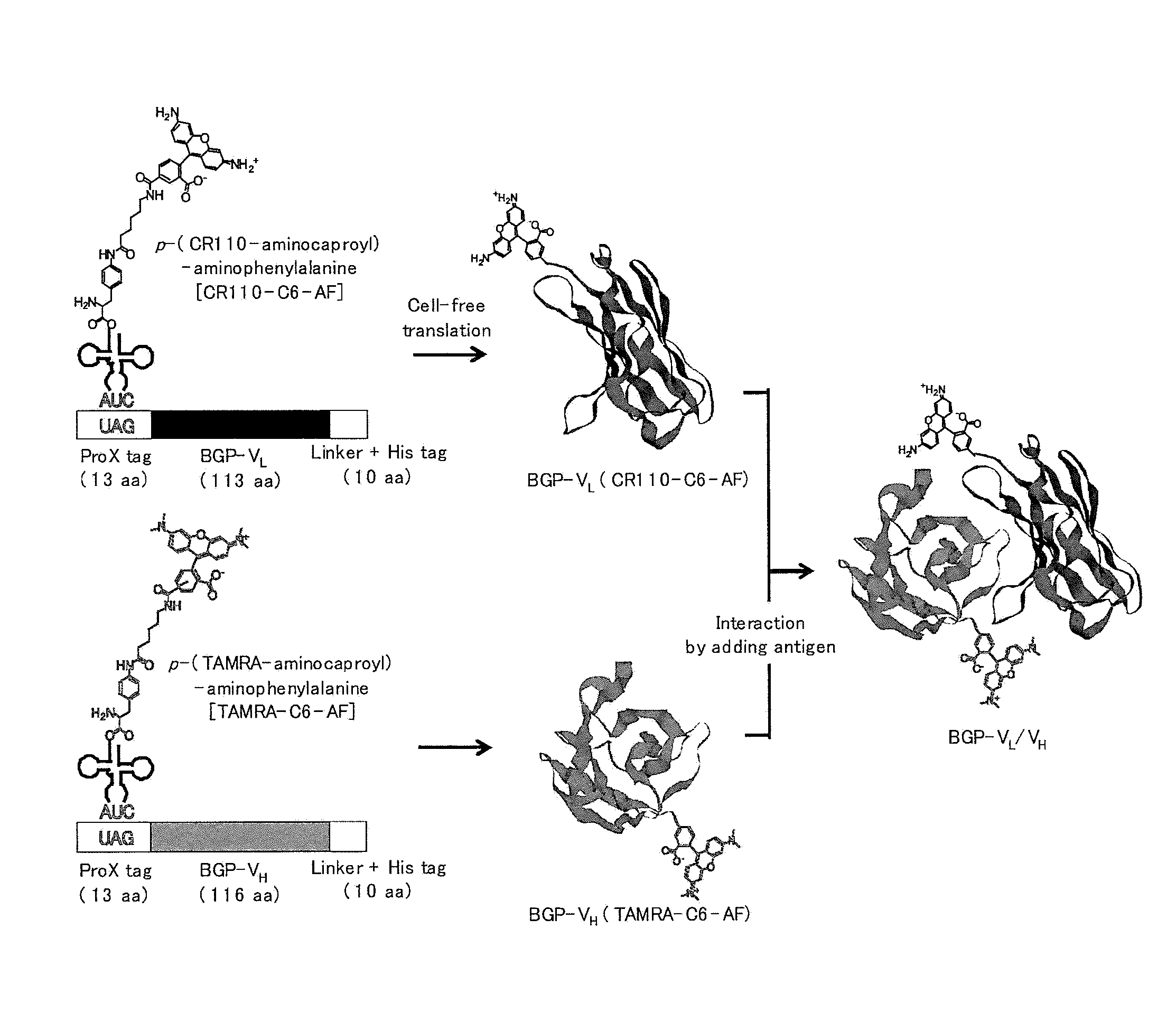 Fluoroimmunoassay Method