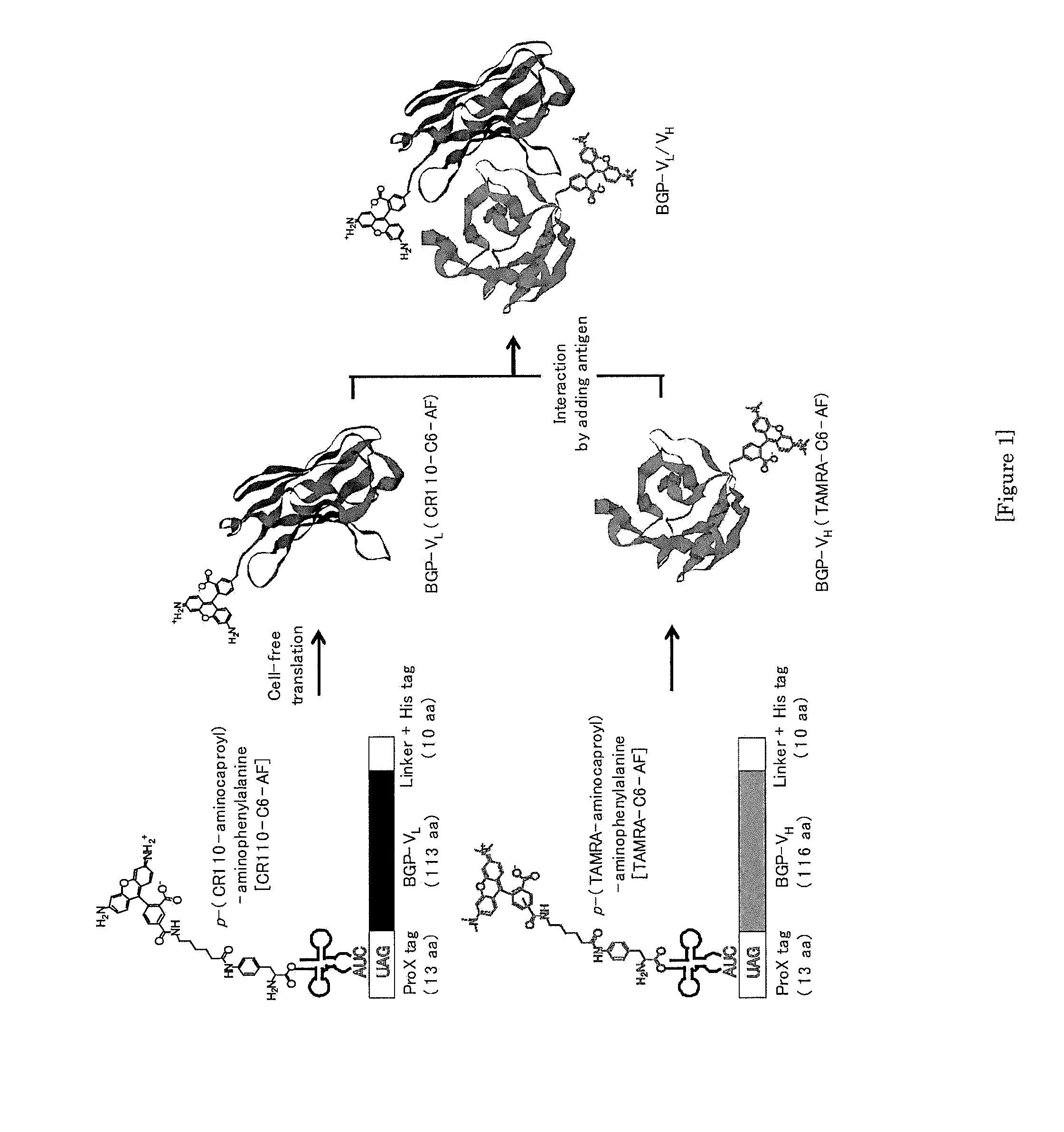 Fluoroimmunoassay Method