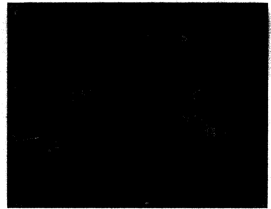 Method for making ray or eagle ray specimen