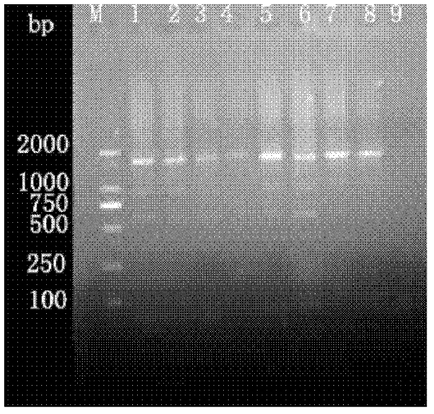 Recombinant adenovirus capable of resisting foot and mouth disease virus replication and infection as well as preparation method and application of recombinant adenovirus