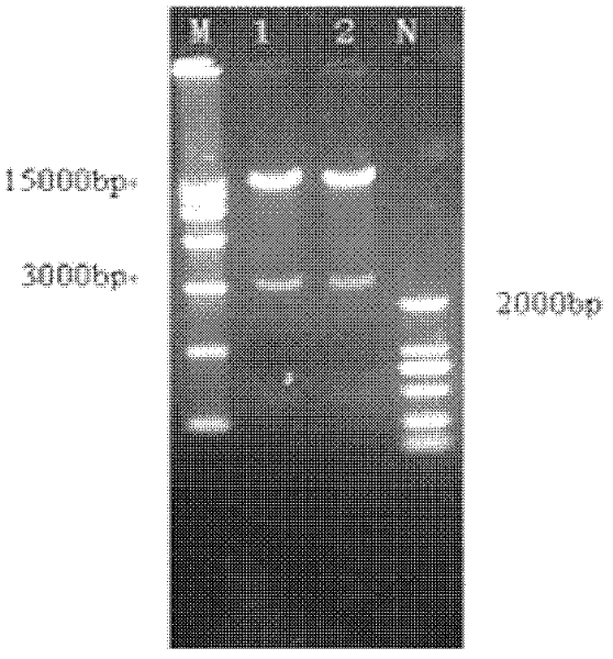 Recombinant adenovirus capable of resisting foot and mouth disease virus replication and infection as well as preparation method and application of recombinant adenovirus