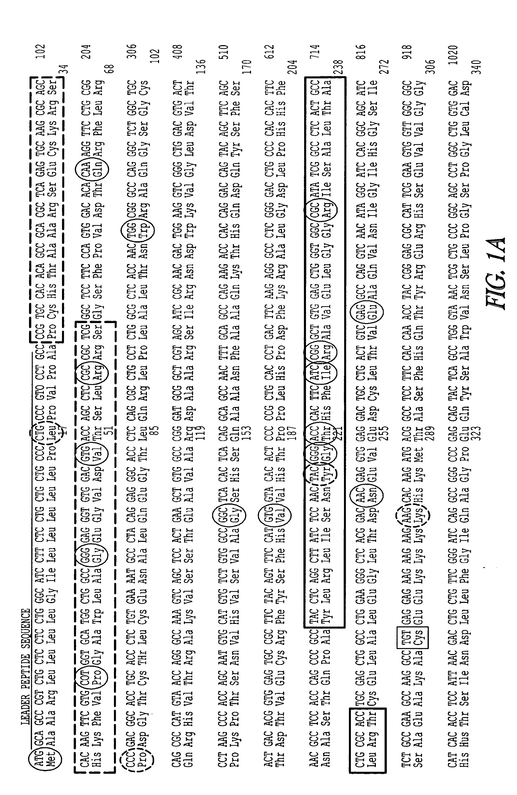 Recombinant perforin, expression and uses thereof