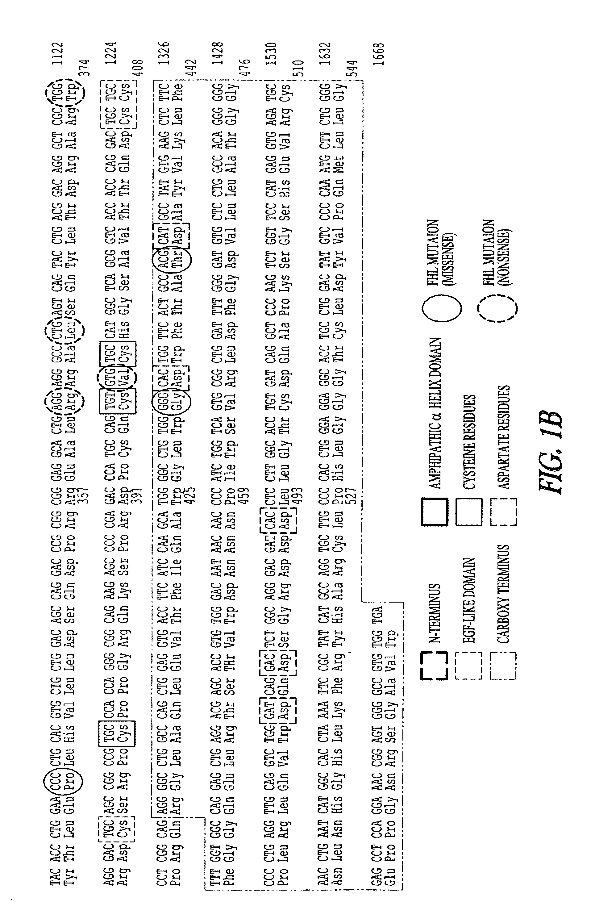 Recombinant perforin, expression and uses thereof